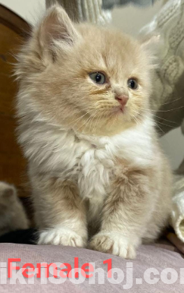 Pure Persian Kitten